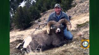 Wyoming Bighorn Sheep [upl. by Cesaria]