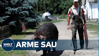 NEUE SEUCHE Fünf weitere Wildschweine mit Afrikanischer Schweinepest in Brandenburg gefunden [upl. by Wu]