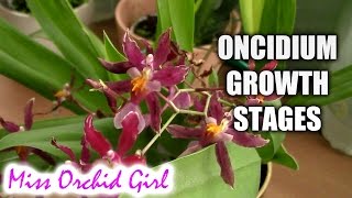 Growth stages of Oncidium Orchids [upl. by Rednael]