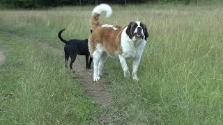 Intimidating Dog  Loud Barking Of St Bernard Dog [upl. by Lled613]