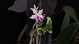 Cattleya violacea var Coerulea orchid orquideas orchidaceae [upl. by Weaks]