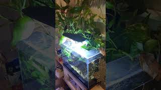 Low Tech Nano 25 Gallon Update aquarium [upl. by Yerg203]