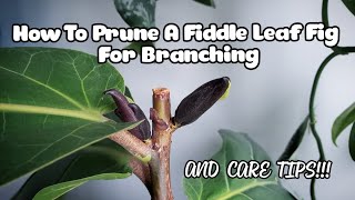 Fiddle Leaf Fig Pruning WITH 7 NEW BRANCHES  Plant Care Tips Too [upl. by Htrowslle]