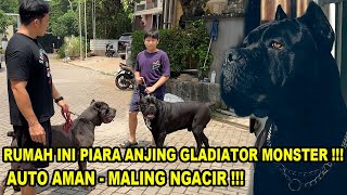 AUTO AMAN  Piara Anjing Gladiator Monster Dirumah  Cane Corso [upl. by Enyrb]