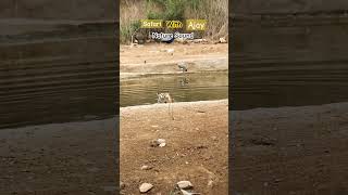 Nature Sound with Tigress and Indian Peafowls sariska wildlife viralvideo naturesounds bigcat [upl. by Magdau649]