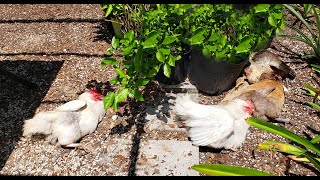 Pet Easter Egger amp White Leghorn Chickens Free Range in my Backyard Summer Heat [upl. by Tlaw]