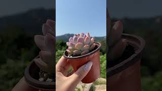 Dudu EC Colourful Rare Floweing Wholesale Aeonium Echeveria Natural Live Succulent [upl. by Annor]