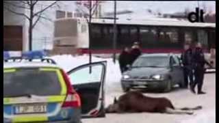 Moose Älg föll 8 meter Kupolen BORLÄNGE 2014 [upl. by Hoang]