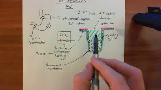 The Histology of the Stomach Wall Part 1 [upl. by Valorie347]