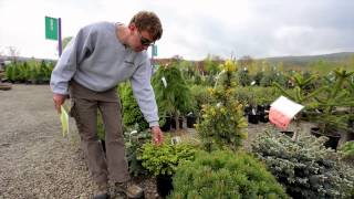 Conifers  The Street Smart Gardener [upl. by Lhary]