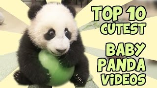 TOP 10 CUTEST BABY PANDA VIDEOS [upl. by Hardunn492]