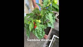 Tomates chiles y otros elsalvador campo frutas agroboy naturaleza [upl. by Aitercul]