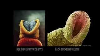 EMBRYO  LEECH AMAZING QURAN MIRACLE [upl. by Ax]