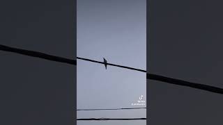 طائر الورور merops apiaster bee eater sound [upl. by Begga]