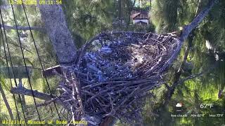 Ron runs off with breakfast Wildlife Rescue of Dade County Eagle Nest Cam [upl. by Lavona]