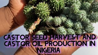 Castor seed harvestproduction in Nigeria castor oil production in Nigeriacastor plant [upl. by Earal]