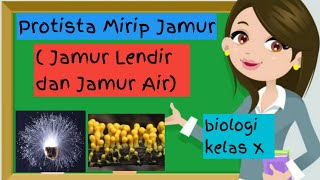 Myxomycota Dan Oomycota  Protista Mirip Jamur Kelas 10 [upl. by Ydualc]