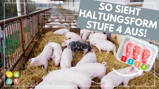 Glori goes Tierwohl  Die Haltungsform hinter dem Fleischlabel  Stufe 4  Premium [upl. by Zennie]