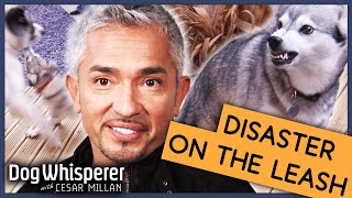 What Makes A Dog Over Protective  Full Episode  S9 Ep4  Dog Whisperer With Cesar Millan [upl. by Nicodemus4]