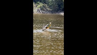 Black Caiman swallowing fish [upl. by Rena]