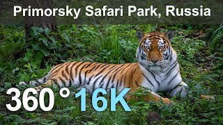 Wild Cats in the Primorsky Safari Park Vladivostok Russia 360 video in 16K [upl. by Taryne]