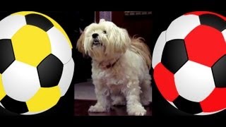 Dog Playing Soccer Goalie Video [upl. by Rotsen]