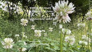 토끼풀 White Clover 야생화를 찾아서147 in search of wildflowers 한밭수목원 Hanbat Arboretum [upl. by Genny]