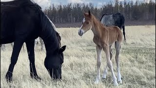 Алтаргана  песня о Родине Buryat song Altargana [upl. by Ttoile768]