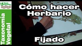 Cómo hacer un HERBARIO 🍃🍀  35  FIJADO de la PLANTA en cartón [upl. by Noxas]