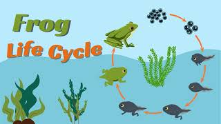 Life cycle of the frog Animation for children egg tadpole frog 🐸 [upl. by Nnylatsyrc892]