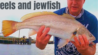 Eels and Jew fish Newcastle Harbour [upl. by Nolasba493]