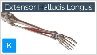 Extensor Hallucis Longus Muscle  Origin Insertion Innervation amp Function  Kenhub [upl. by Rothmuller69]