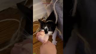 Cat Funny Videos 😻 Cat Fight 😼 mewmew Episode 7317 [upl. by Nirrol]