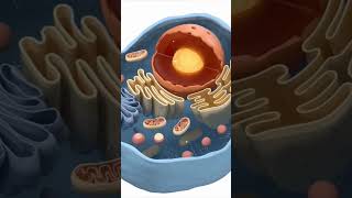 Mitochondria class 8th biology [upl. by Kiley]