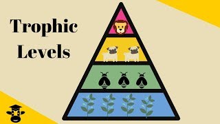 Trophic Level Pyramid [upl. by Adnahsat776]