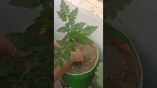 watch plantation garden viralvideo you [upl. by Delmore]