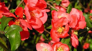 Flowering Chaenomeles At Home bonsai rose red tree homemade 2024 summer [upl. by Jacquette]