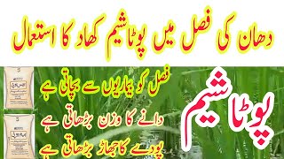 Importance of Potassium in Rice Crop  Abid Ali Agrarian  دھان فصل میں پوٹاشیم کھاد کی اہمیّت [upl. by Harshman3]