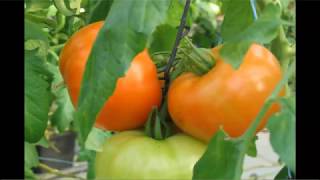 Tomatiology  An Introduction to Production of Tomatoes in Greenhouses [upl. by Llehsyar992]