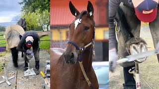 Horse 🐎 Hoof Trimming for Better Healthquot horse [upl. by Auqkinahs]