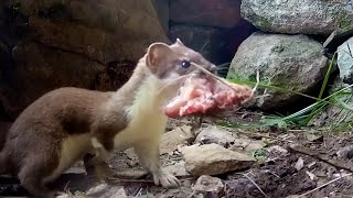 Stoat Mother Hunts to Feed Kits  Weasels Feisty amp Fearless  BBC Earth [upl. by Analat]