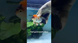 My New Fancy Goldfish 🍊🧡 pets animal goldfish aquarium [upl. by Ohcamac562]