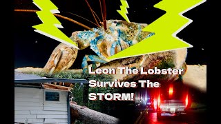 Leon The Lobster Survives The Storm [upl. by Clementas]