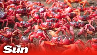 Plague of 50 MILLION cannibal crabs shut down roads [upl. by Christin]