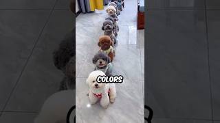 What Are the Different Colors of The Bichon Frise bichonlover shorts bichonfrise dog pets [upl. by Porte774]