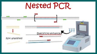 Nested PCR  Principle and usage [upl. by Dianuj]