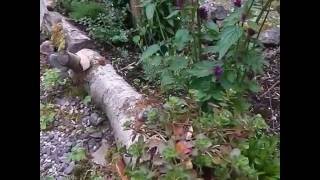 New Rustic Garden Beds at Bealtaine Cottage [upl. by Aleyam]