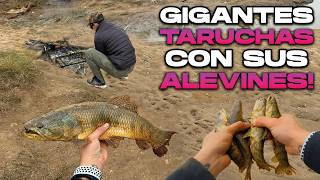 RESCATAMOS ALEVINES DE TARUCHAS EN AGUA ESTANCADA Y SACAMOS UNAS GIGANTES  PESCA Y COCINA [upl. by Ellenad152]