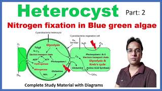 Heterocyst  Nitrogen fixation  Blue green algae  Cyanobacteria [upl. by Leihcar]