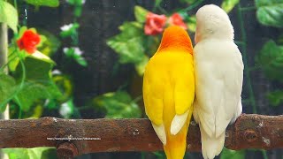 Lovebird Sounds  Albino amp Lutino  A Favorite Pair of Lovebirds [upl. by Trojan]